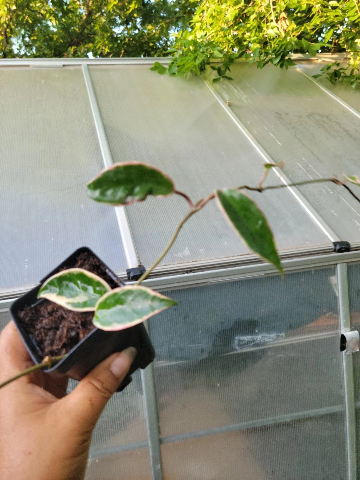 Hoya Krimson Queen Plant - Rooted Variegated Green & White Foliage - Hoya carnosa 'Krimson Queen' Indoor Houseplant