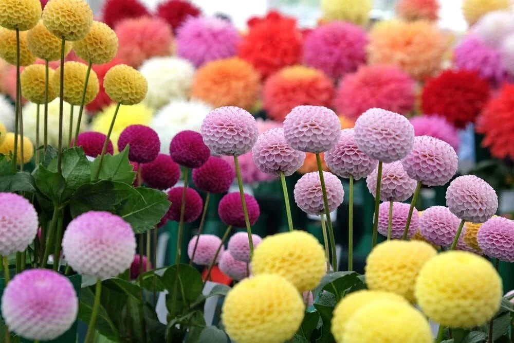 Dahlia Pom Pom Seeds - Mixed Colors - Dahlia pinnata - Flowering Annuals for Garden & Containers