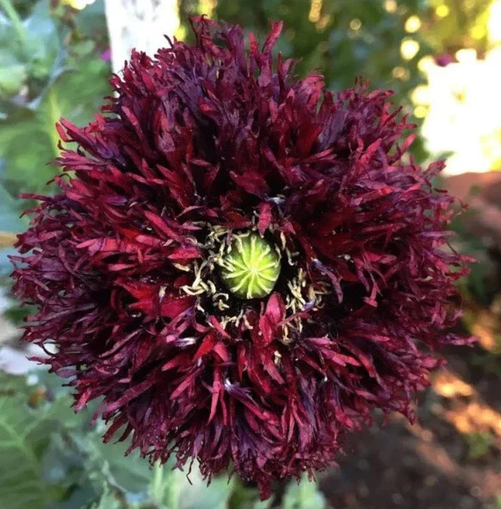 Black Swan Poppy Seeds – 500 Non-GMO Papaver somniferum for Feathery Frilly Blooms, Bees & Butterfly Attractant