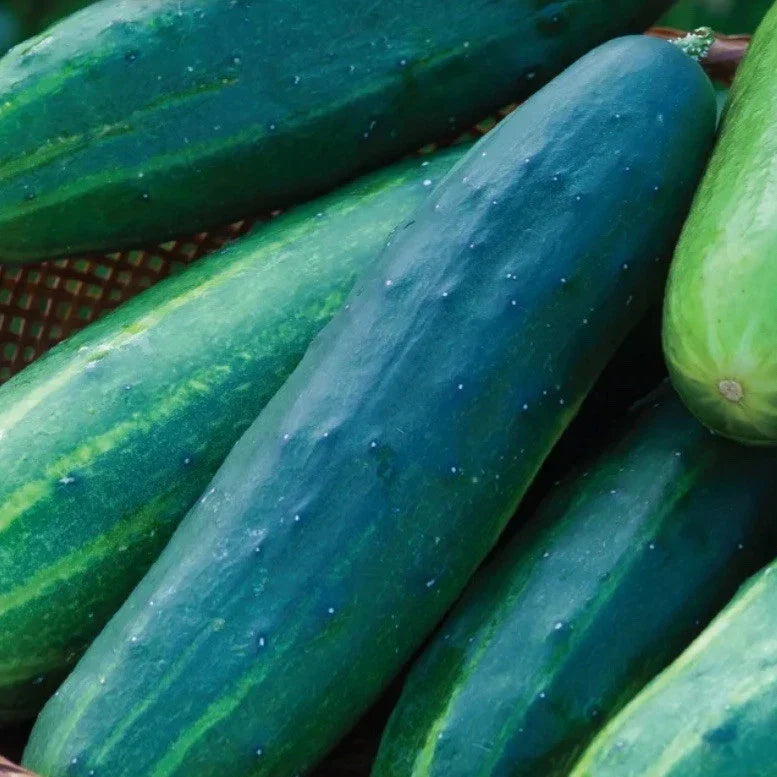 Heirloom Cucumber Salad Slicer Seeds – Organic Cucumis sativus for Fresh Salads & Pickling, 35+ Seeds