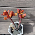 Rare Red Akai Jade Succulent Bonsai Tree - Crassula Ovata, 7-9 Inches, Red-Tipped Leaves, Drought-Resistant Indoor & Outdoor Plant