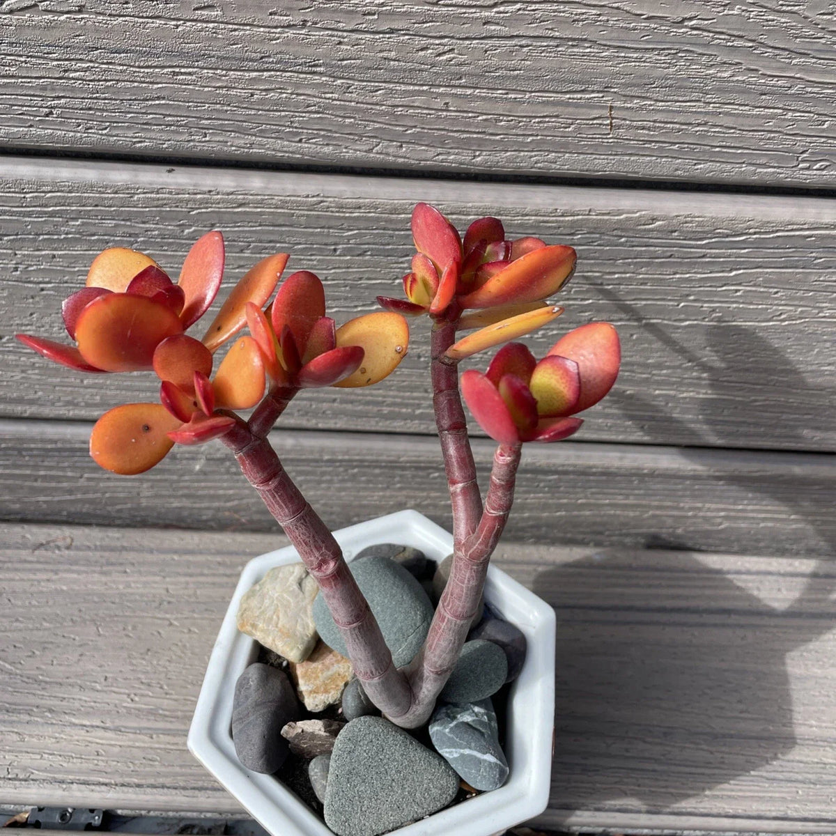Rare Red Akai Jade Succulent Bonsai Tree - Crassula Ovata, 7-9 Inches, Red-Tipped Leaves, Drought-Resistant Indoor & Outdoor Plant