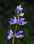 Arroyo Lupine Seeds – 25+ Purple Flower Seeds – Lupinus succulentus – Drought-Tolerant, Wildflower, Garden, Landscape Plant