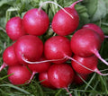Cherry Belle Radish Seeds Pack – Over 200 Raphanus sativus Vegetable Seeds for Salad and Cooking, Fast-Growing, Easy to Grow