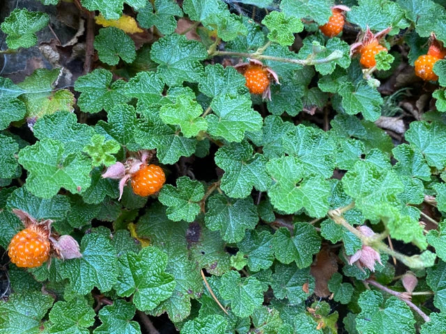 Rooted Cuttings of Formosan Raspberry, Edible Ground Cover, Rubus phoenicolasius, Perennial, Fast-Growing, Organic Gardening