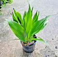 Dwarf Aspidistra Elatior - Tiny Tank Plant, Cast Iron Houseplant, Low Light Indoor Decor, Potted Aspidistra elatior