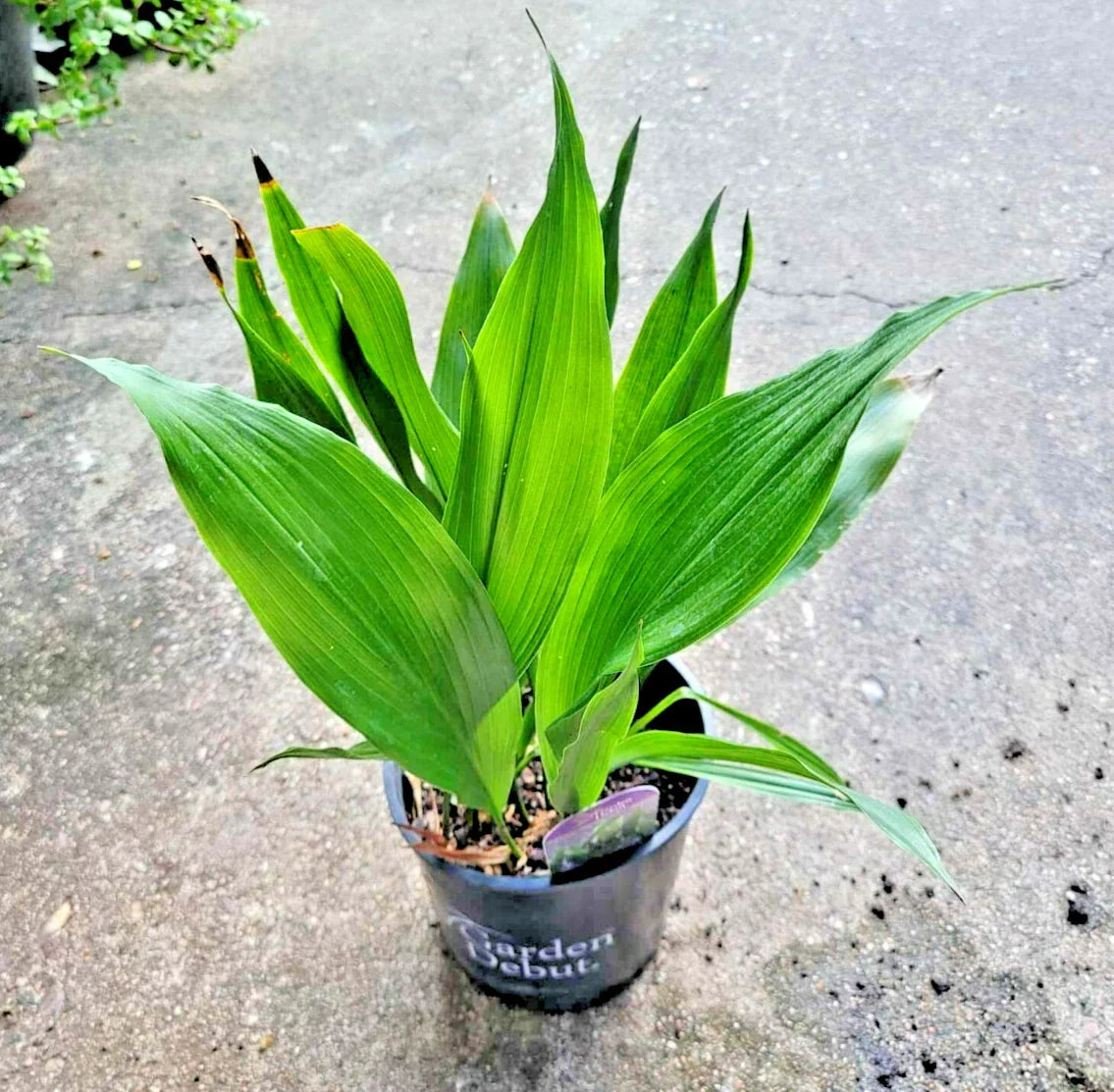 Dwarf Aspidistra Elatior - Tiny Tank Plant, Cast Iron Houseplant, Low Light Indoor Decor, Potted Aspidistra elatior