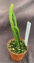 Rhipsalis Pentaptera Plant in 2" Pot - Rooted Mistletoe Cactus, Easy Care Indoor Tropical Plant