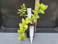 Xerosicyos perrieri Madagascar Succulent Seeds - Rare Exotic Plant for Collectors and Indoor Gardens