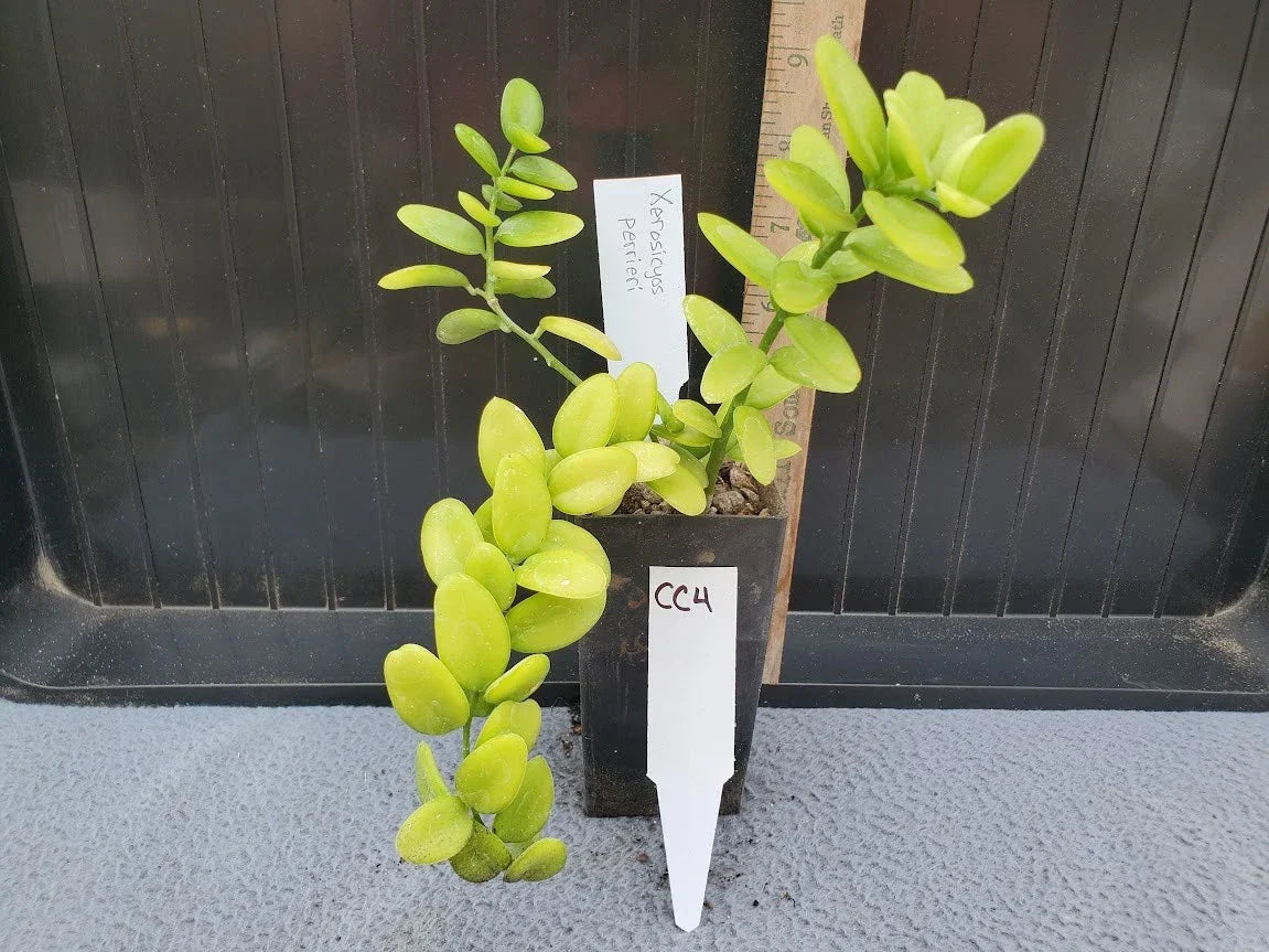 Xerosicyos perrieri Madagascar Succulent Seeds - Rare Exotic Plant for Collectors and Indoor Gardens