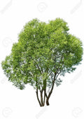 Dozen Hybrid Willow Tree Cuttings, Fast-Growing Privacy and Shade Trees, Salix x matsudana, Dense Foliage, Low Maintenance