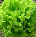 Salad Bowl Lettuce Seeds - Organic, Non-GMO, 1000+ Leafy Greens for Home Garden, Lactuca sativa