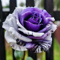 Rare Purple and White Twin Rose Seeds - 20pcs Rosa spp. Garden Flowers for Borders & Pots