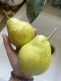 Bartlett Pear Seeds - 5 Pack, Edible Fruit, Non-GMO, Easy Grow, Pyrus communis