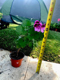 Live Plant 14" Tall Lavender Pink and Dark Maroon Foliage - Scientific Name