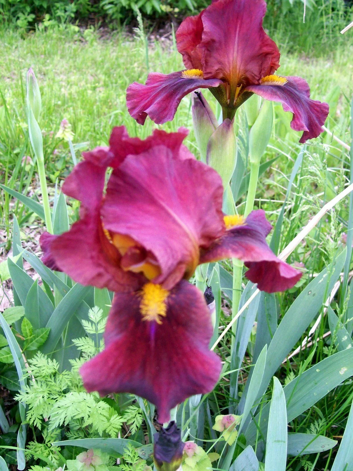 Iris Live Plant Rhizomes - Set of 3 Mixed Colors Iris germanica Garden Flowers