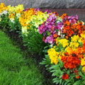 English Wallflower Seeds - Perennial Mix, Erysimum cheiri, Garden Planting, Vibrant Color, Fragrant Blooms, Pollinator Attractant