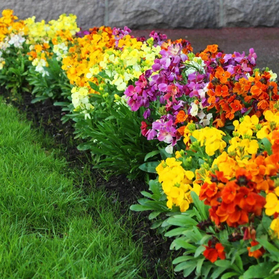English Wallflower Seeds - Perennial Mix, Erysimum cheiri, Garden Planting, Vibrant Color, Fragrant Blooms, Pollinator Attractant