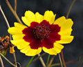 Plains Coreopsis Seeds - 200+ Count, Edible & Drought-Resistant, Coreopsis tinctoria, Flower Seeds for Garden, Pollinator Attractant