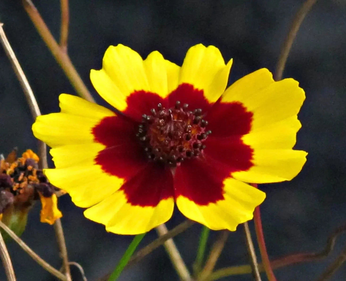 Plains Coreopsis Seeds - 200+ Count, Edible & Drought-Resistant, Coreopsis tinctoria, Flower Seeds for Garden, Pollinator Attractant