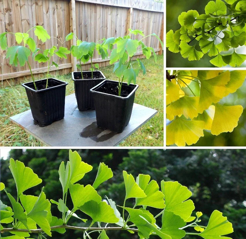 Ginkgo Biloba Bare Root Tree - Live Herbal Plant for Bonsai & Landscape - 24+ Inches Tall - Ginkgo biloba