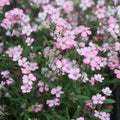 Pink Baby's Breath Seeds, Gypsophila elegans, Annual Flower for Borders & Cut Flowers, 325 Seeds Pack