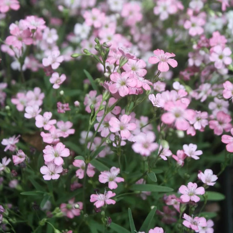 Pink Baby's Breath Seeds, Gypsophila elegans, Annual Flower for Borders & Cut Flowers, 325 Seeds Pack