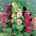 Hollyhock Seeds 500 Pack Pink Red Yellow Alcea rosea Flower Seeds for Garden, Borders & Cut Flowers
