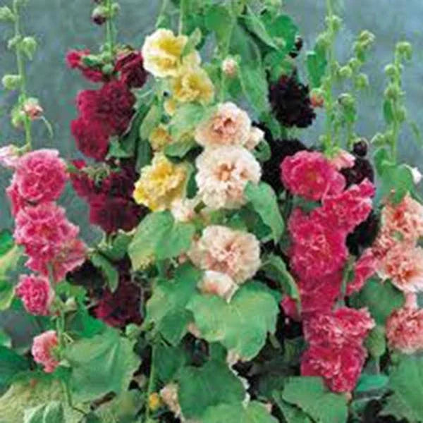 Hollyhock Seeds 500 Pack Pink Red Yellow Alcea rosea Flower Seeds for Garden, Borders & Cut Flowers