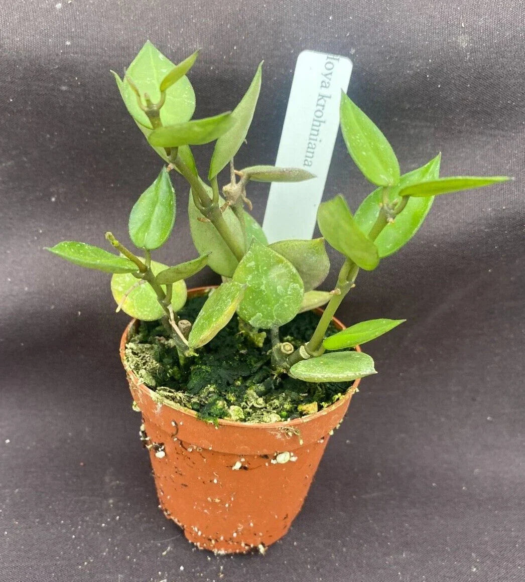 Hoya Krohniana Plants - 2" Pots, Multiple Rooted Cuttings, Wax Houseplant, Easy Care Indoor Plant, Trailing Vine