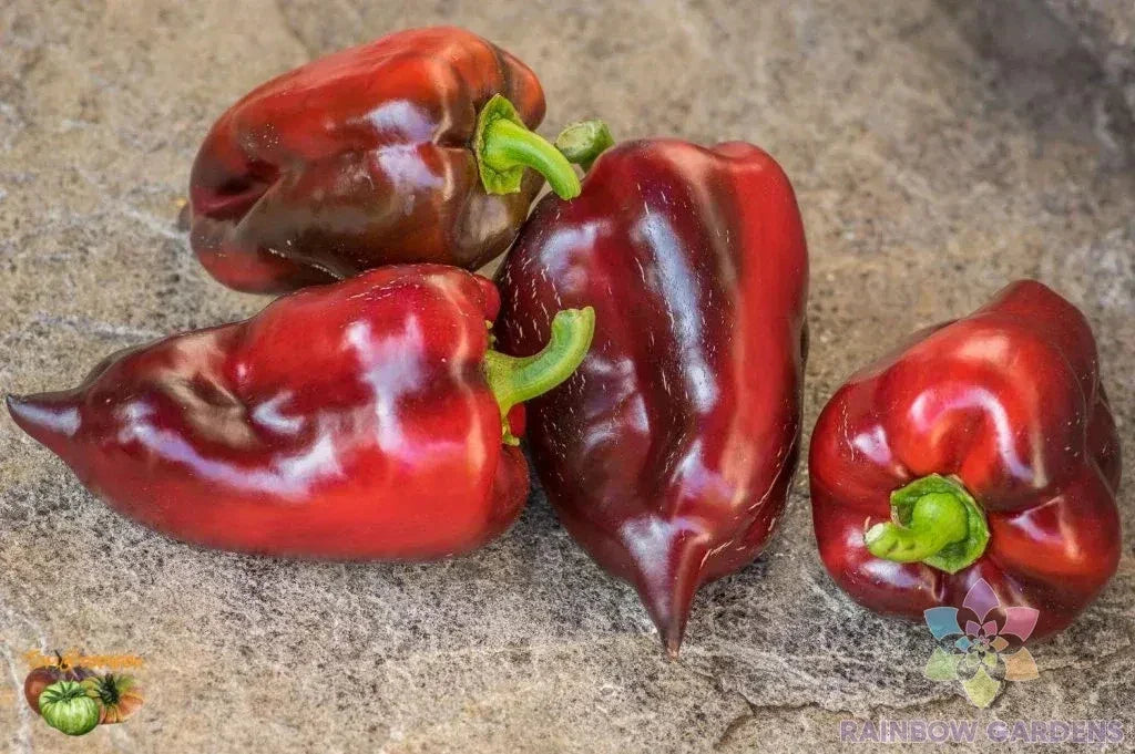 Hungarian Black Sweet Pepper Seeds - Capsicum annuum, Non-GMO, USA Grown, 25+ Pack for Garden, Container, Fresh Eating