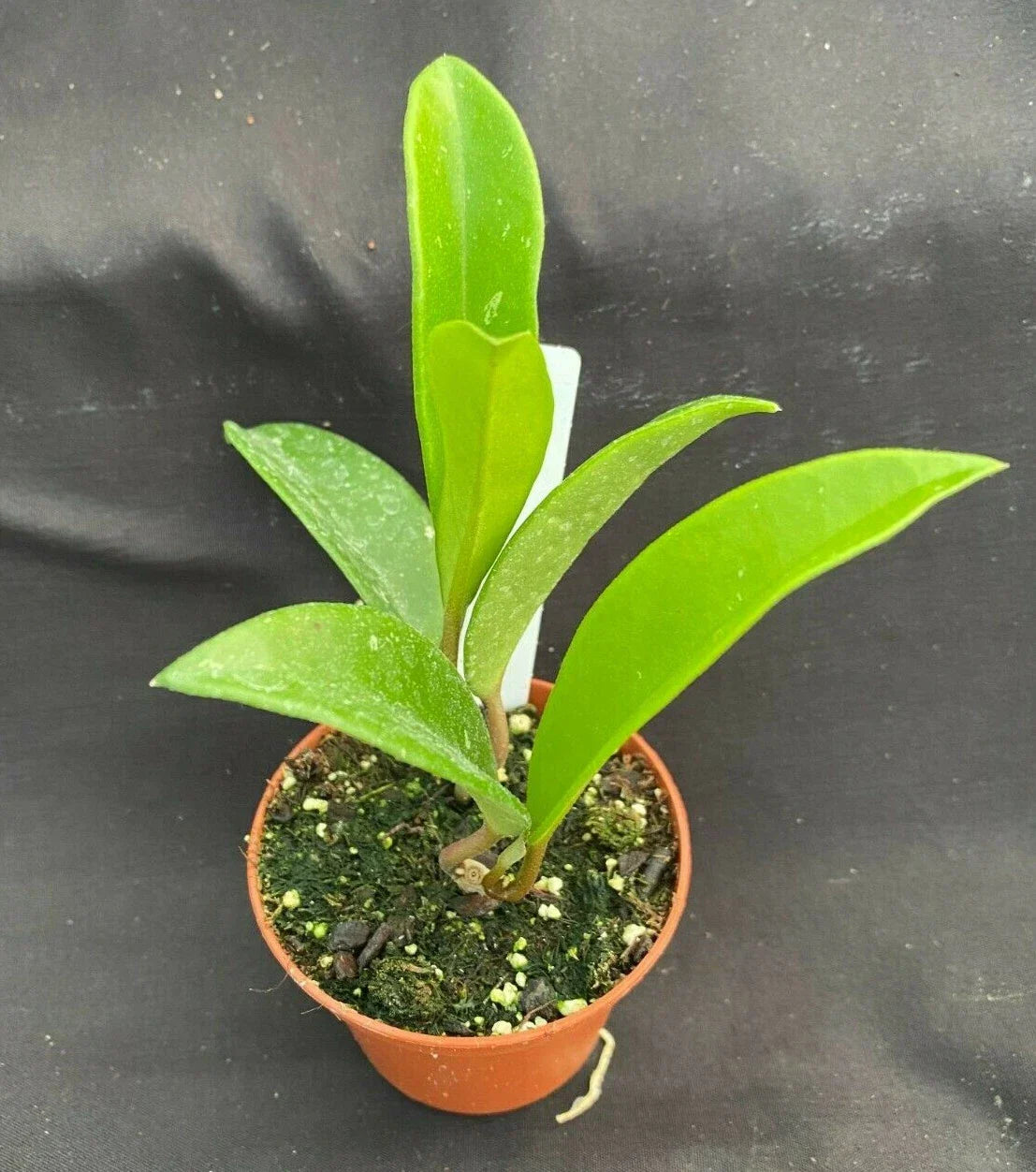 Hoya AH 074 Green Plant in 2.5" Pot - Rare Rooted Hoya Species Houseplant