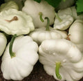 White Bush Scallop Squash Seeds - 25+ Cucurbita pepo Summer Pattypan Garden Seeds