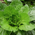 Florida Broadleaf Mustard Green Seeds - Non-GMO Brassica juncea for Spring & Fall Planting, Over 600 Seeds