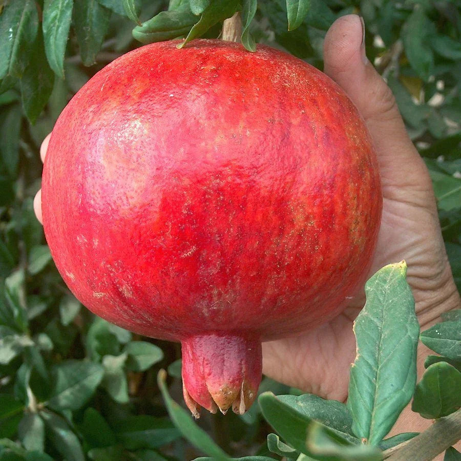 Pomegranate Cuttings Lot of 20 - Sweet Wonderful Variety - Punica granatum - Propagation for Garden or Landscaping