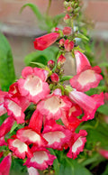 Pink Penstemon Seeds 100 Count, Beardtongue Flower Seeds for Garden, Penstemon hartwegii, Drought-Tolerant, Pollinator Attracting