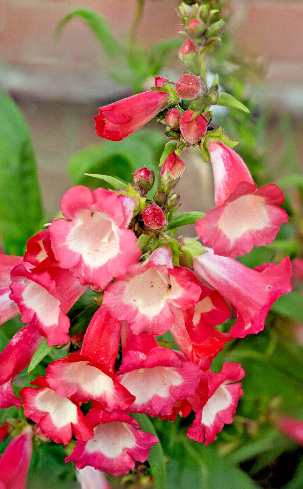 Pink Penstemon Seeds 100 Count, Beardtongue Flower Seeds for Garden, Penstemon hartwegii, Drought-Tolerant, Pollinator Attracting