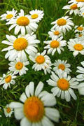 German Chamomile Seeds - Heirloom, NON-GMO, 1000+ Seeds, Matricaria chamomilla, Herbal Tea Garden, Pollinator-Friendly