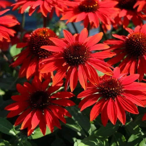 Sangrita Coneflower Seeds - 50 Perennial Echinacea Purpurea Red-Orange Flowers for Garden, Pollinator Attracting, Drought-Tolerant