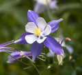 Blue Columbine Seeds 50 Pack - Aquilegia coerulea Perennial Flower for Garden, Easy to Grow, Blue and White Blooms