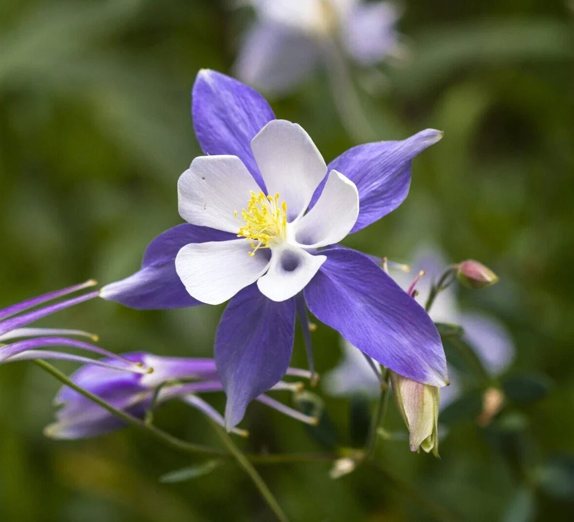 Blue Columbine Seeds 50 Pack - Aquilegia coerulea Perennial Flower for Garden, Easy to Grow, Blue and White Blooms