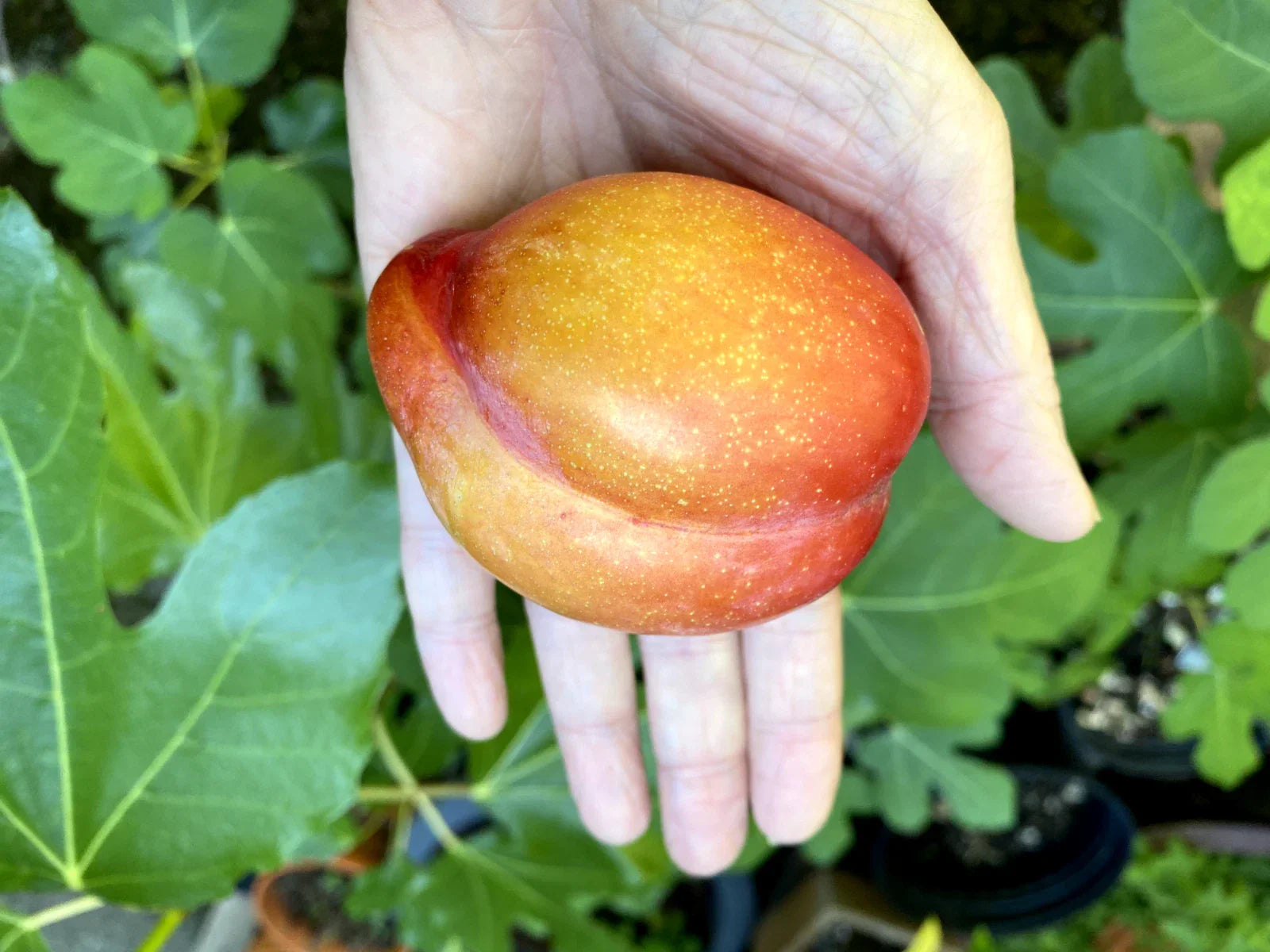 European Plum Cuttings - Edible Landscaping, Large Sweet Fruits, Prunus domestica, Ready-to-Plant