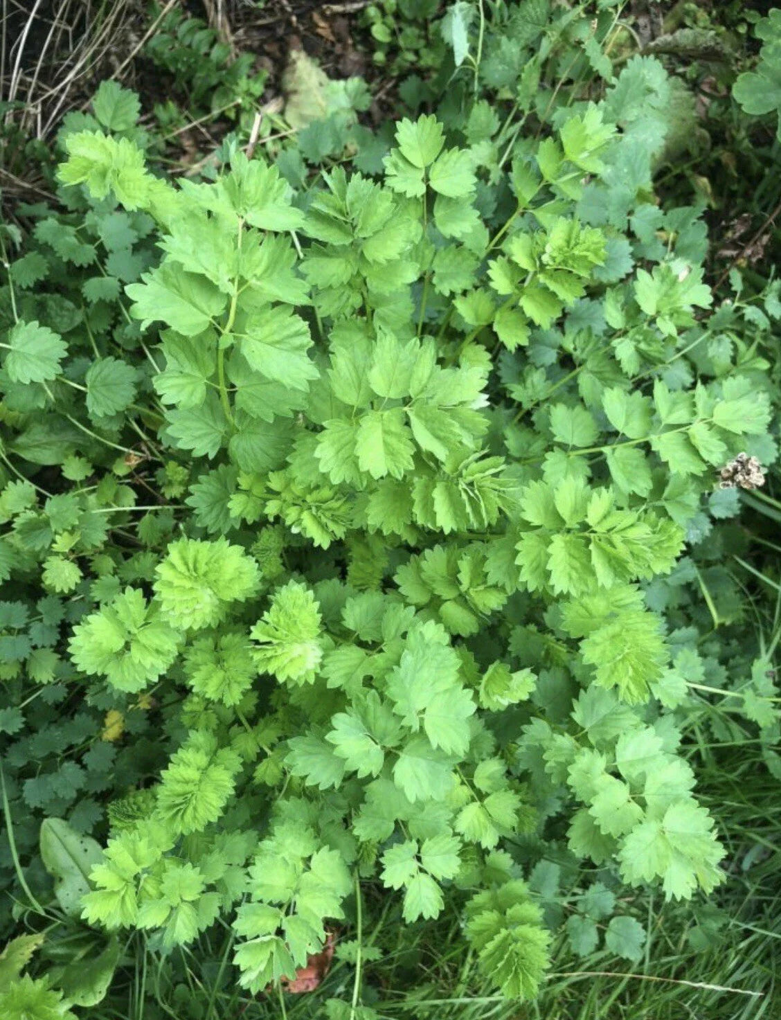 Salad Burnet Seeds - 60+ Non-GMO Open Pollinated Herb - Sanguisorba minor, Culinary, Perennial, Organic Gardening
