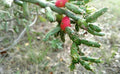 Christmas Cholla Cactus Cuttings - 2 Pieces, Opuntia Leptocaulis, Drought-Tolerant Succulent, Indoor & Garden Plant