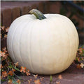 White Queen Pumpkin Seeds - Non-GMO Heirloom Cucurbita pepo, Open-Pollinated, Decorative & Culinary Pumpkin Seeds, 10 Pack