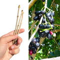 Jamun Cutting Scion 5x | Fresh Java Plum Duhat Cây Trâm | Syzygium cumini Propagation Material
