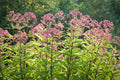 Joe Pye Weed Seeds - Eupatorium purpureum - Butterfly & Hummingbird Attracting Wildflower Seeds, 50 Count