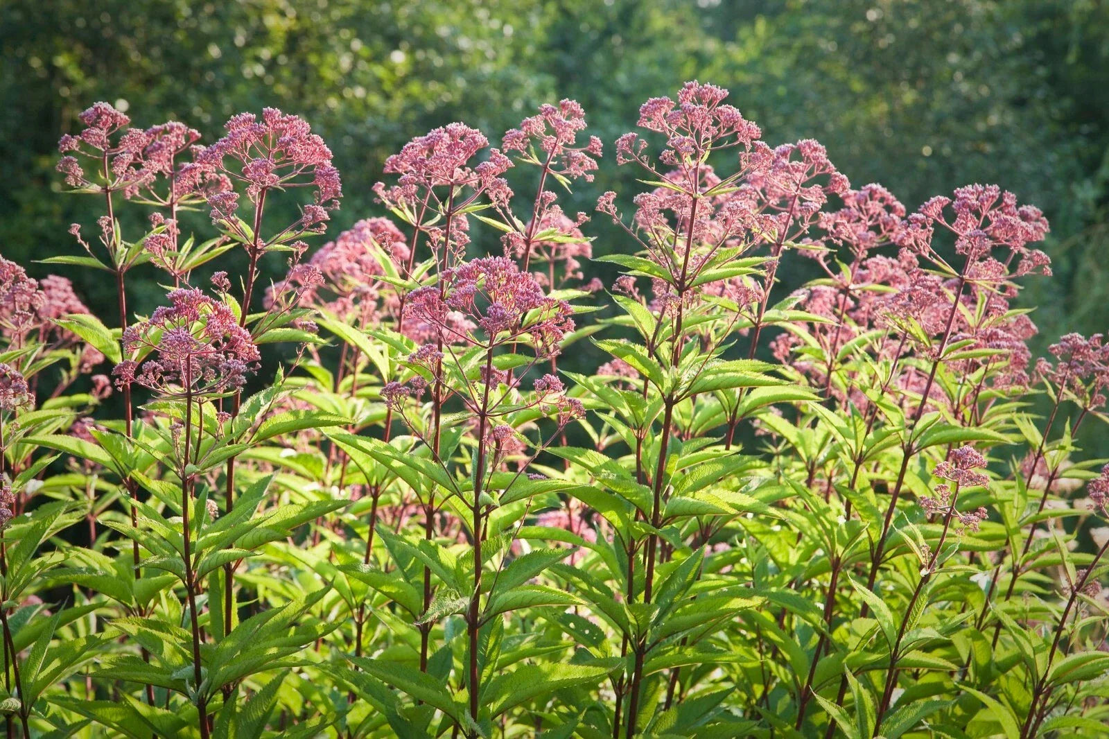 Joe Pye Weed Seeds - Eupatorium purpureum - Butterfly & Hummingbird Attracting Wildflower Seeds, 50 Count