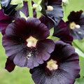 Hollyhock Seeds - Large Black & Deep Red Flowers - Alcea rosea 'Nigra' - Heirloom Garden Seeds, 25 Seeds