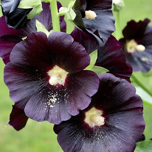 Hollyhock Seeds - Large Black & Deep Red Flowers - Alcea rosea 'Nigra' - Heirloom Garden Seeds, 25 Seeds